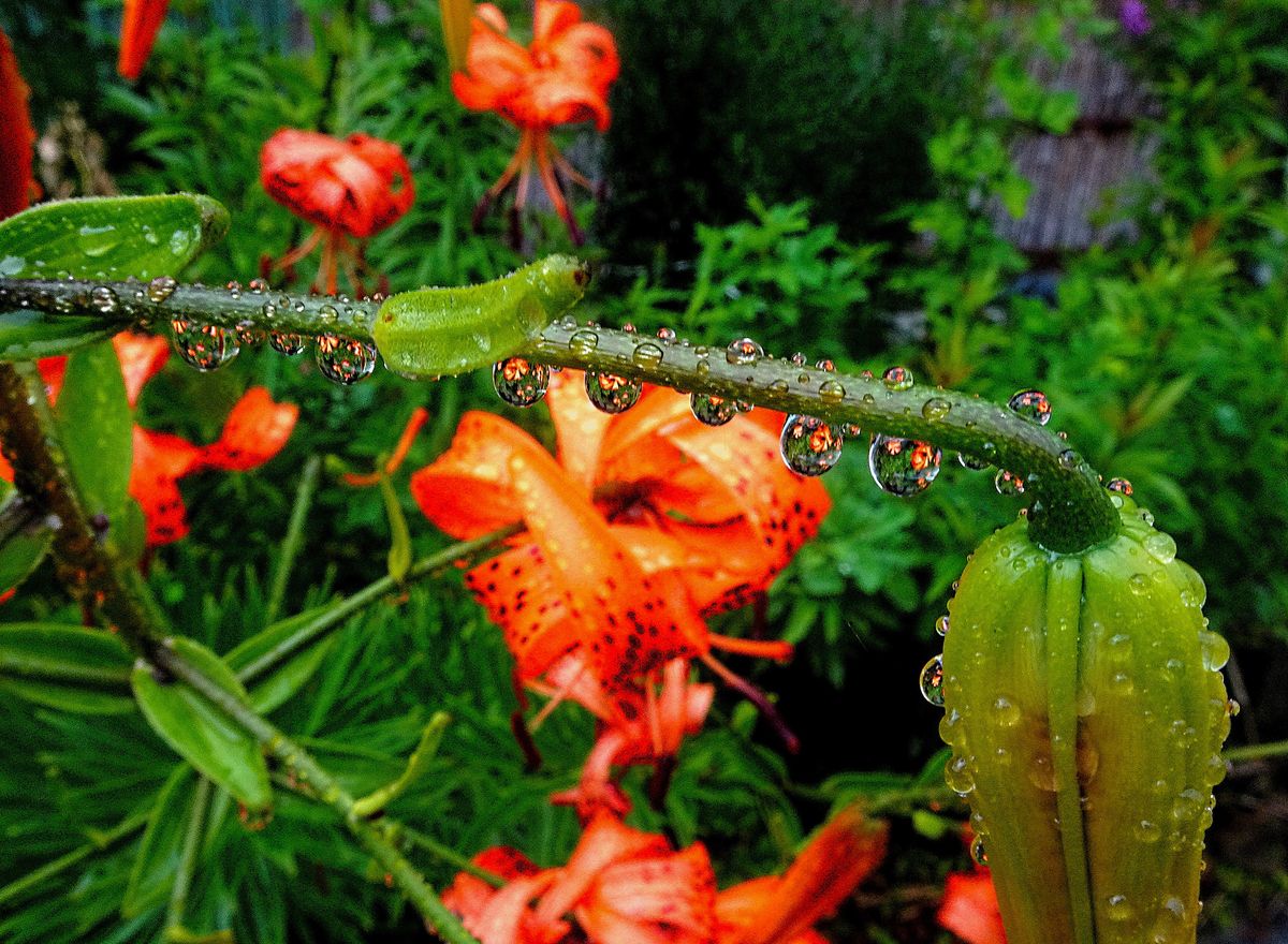 Fotografía 12 de la exposición Gotas