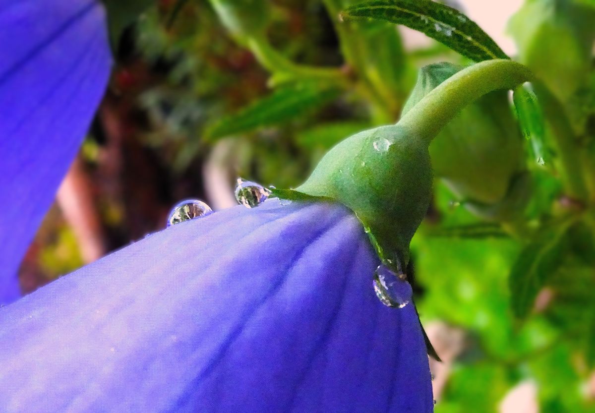 Fotografía 15 de la exposición Gotas