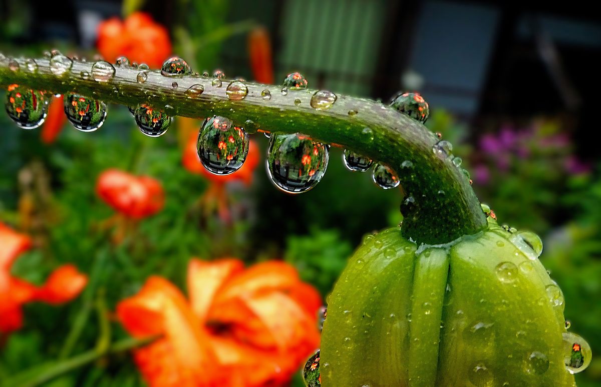 Fotografía 16 de la exposición Gotas