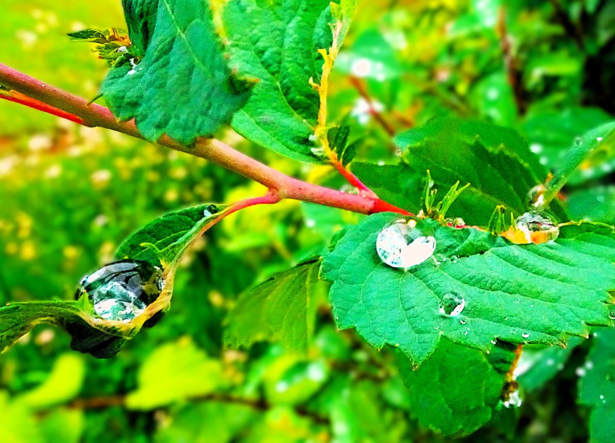Fotografía 21 de la exposición Gotas