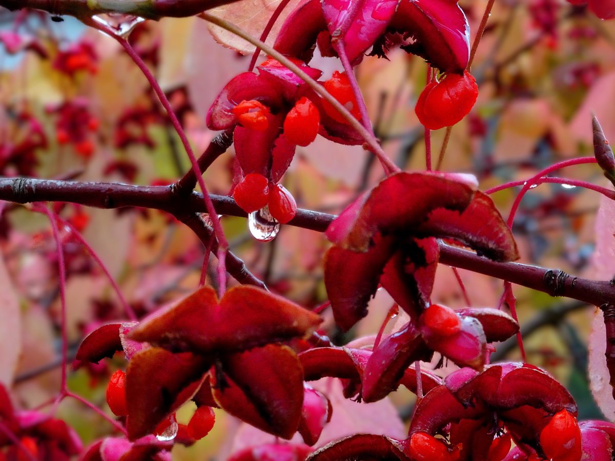 Fotografía 36 de la exposición Gotas