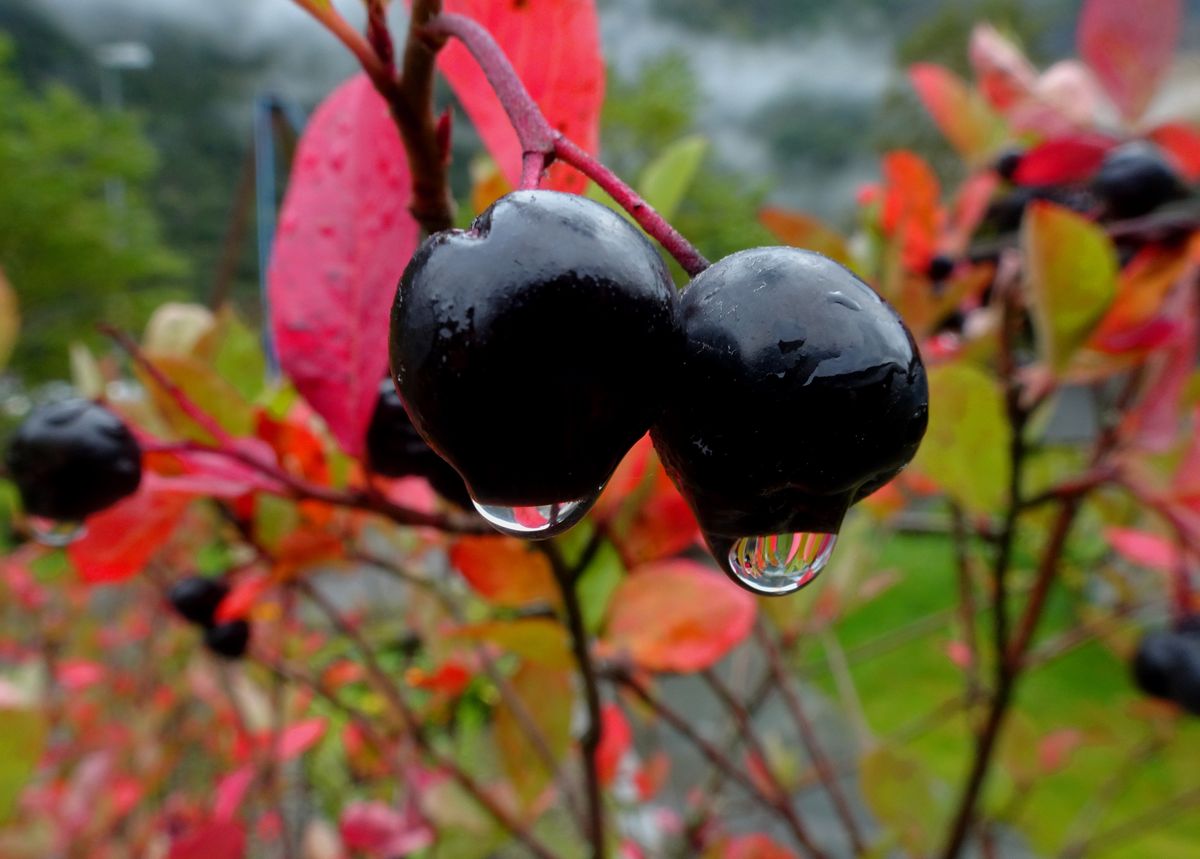 Fotografía 38 de la exposición Gotas