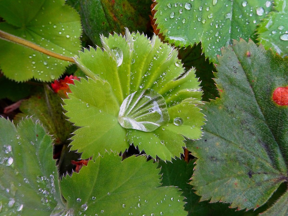 Fotografía 39 de la exposición Gotas
