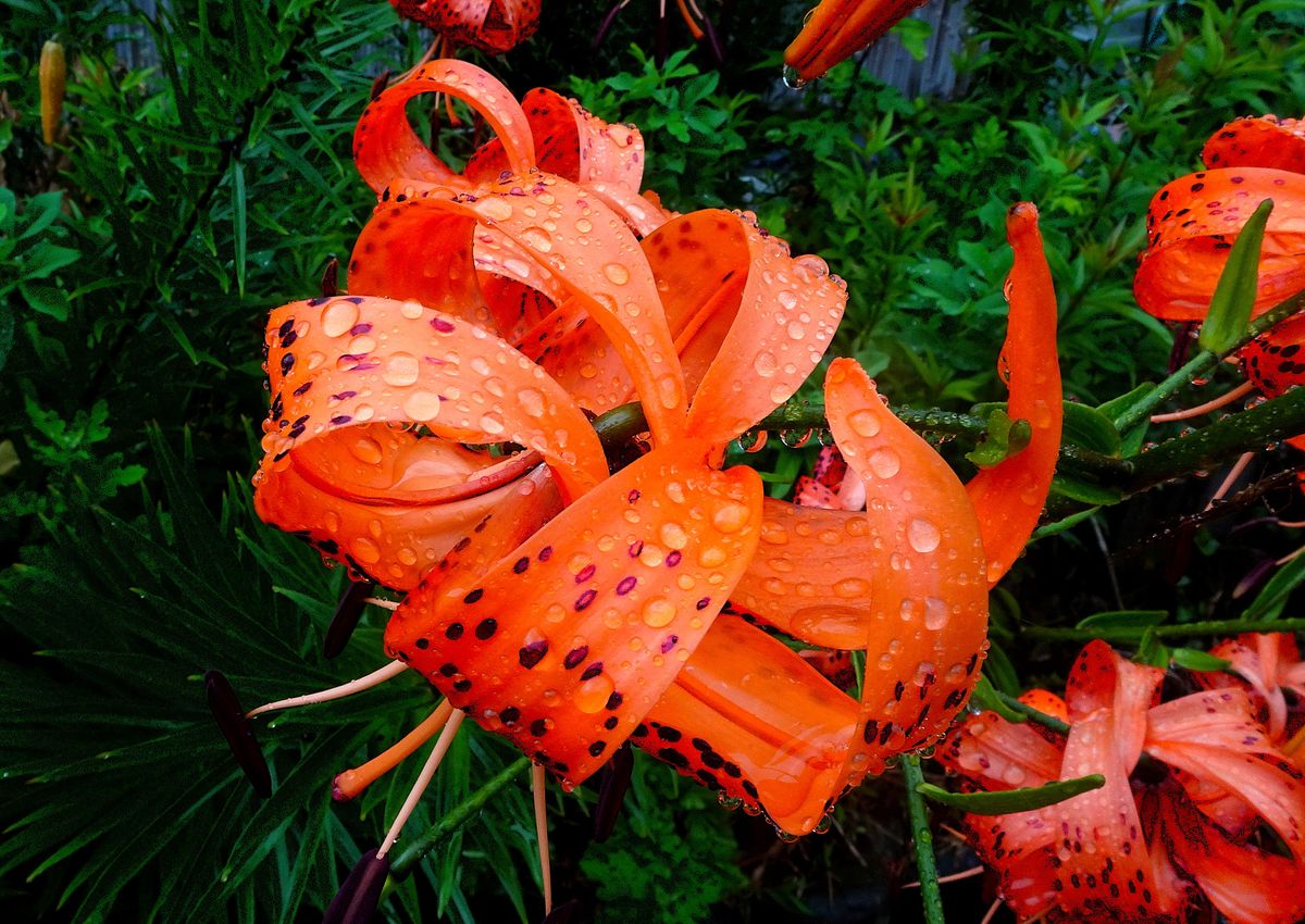 Fotografía 40 de la exposición Gotas