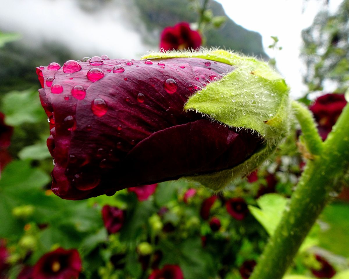 Fotografía 43 de la exposición Gotas