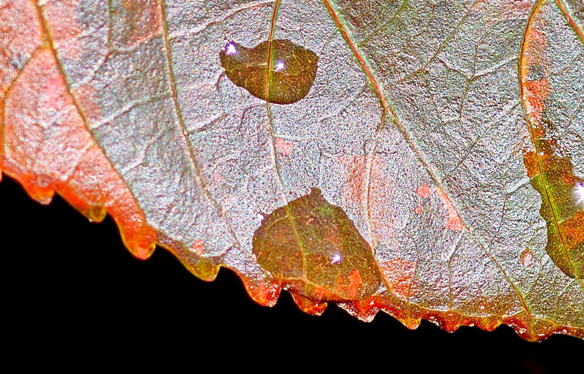 Fotografía 47 de la exposición Gotas