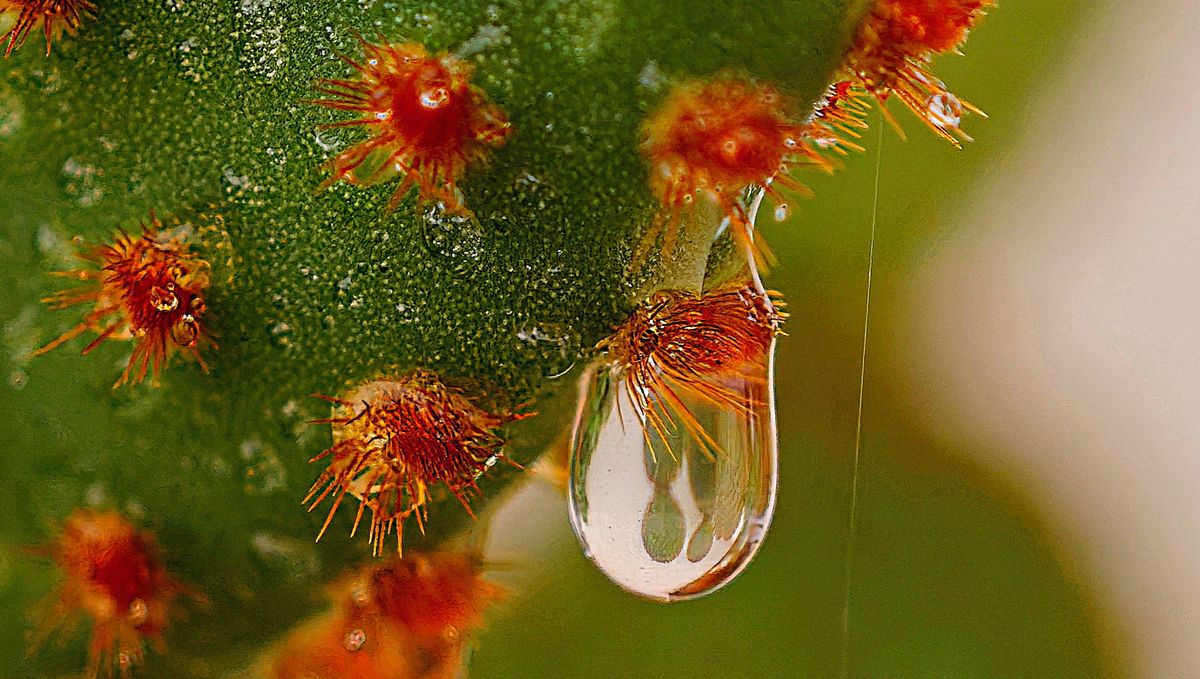Fotografía 52 de la exposición Gotas
