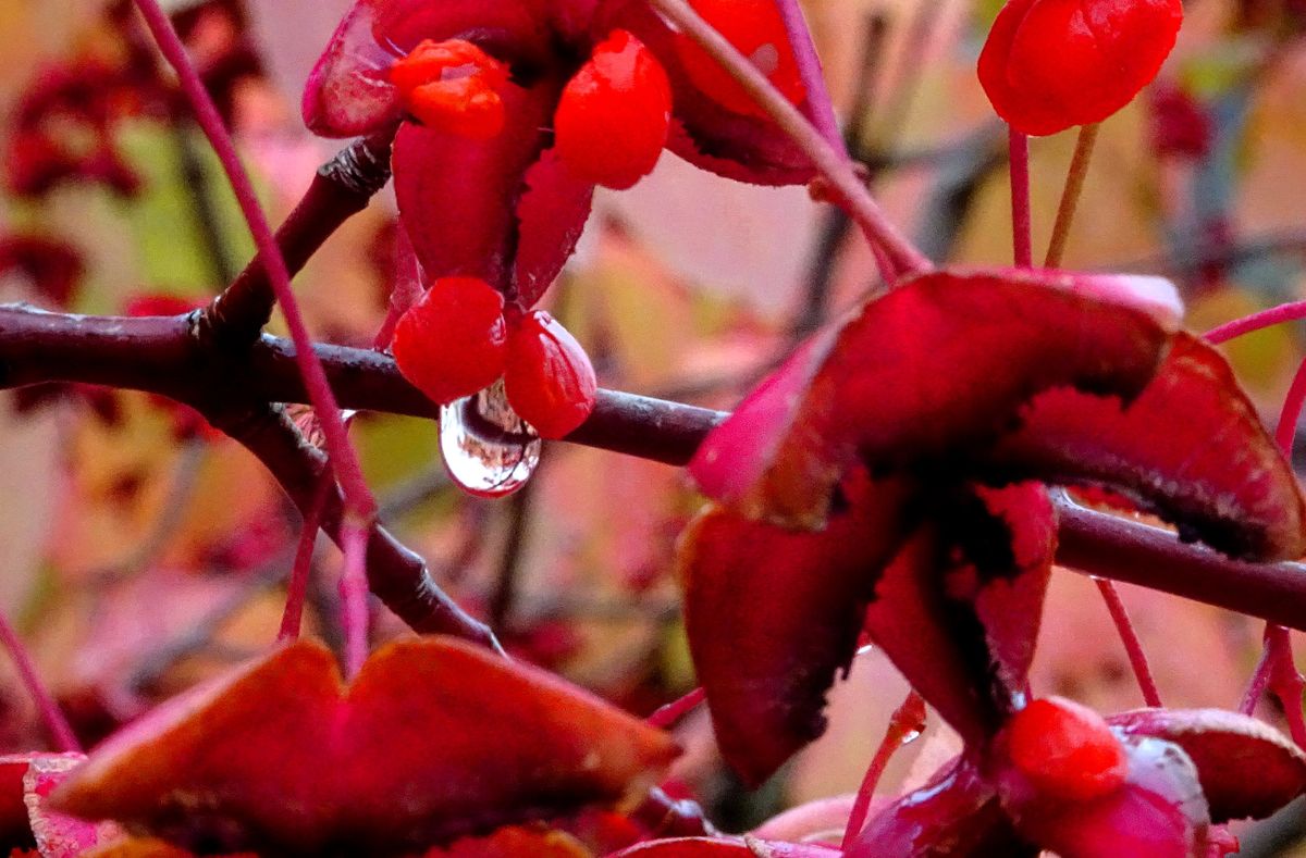 Fotografía 8 de la exposición Gotas